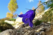 92 Campanula ...d'autunno